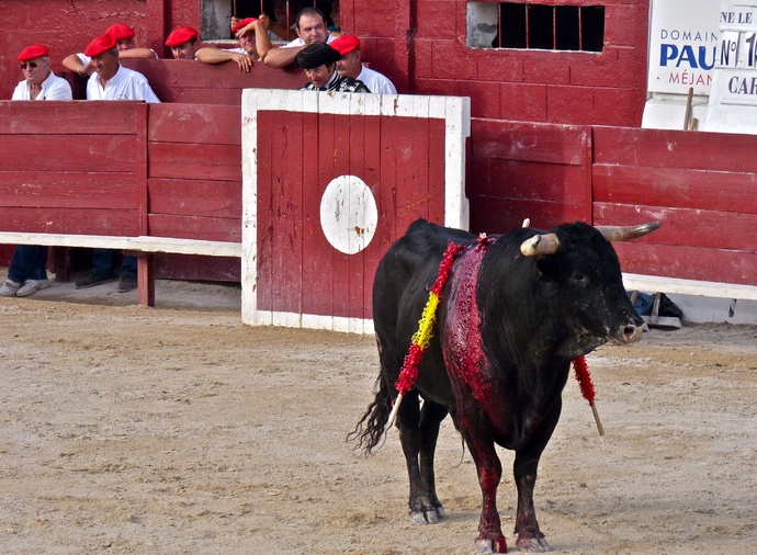 Andy Cartagena\\\'s Bull 3