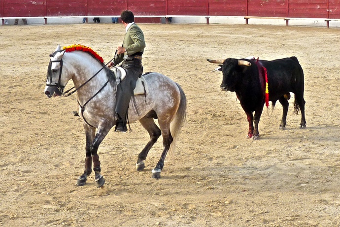 Andy Cartagena\\\'s Bull 4