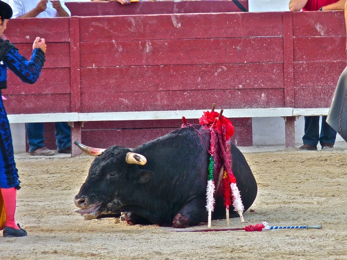 Andy Cartagena\\\'s Bull Fallen 4