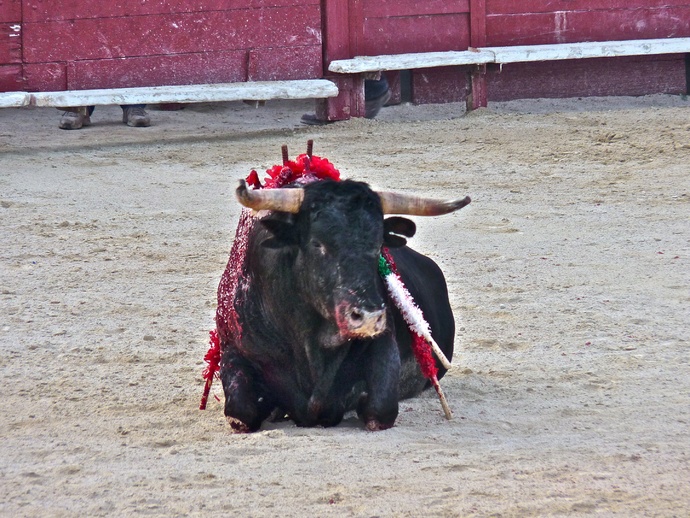 Andy Cartagena\\\'s Bull Fallen