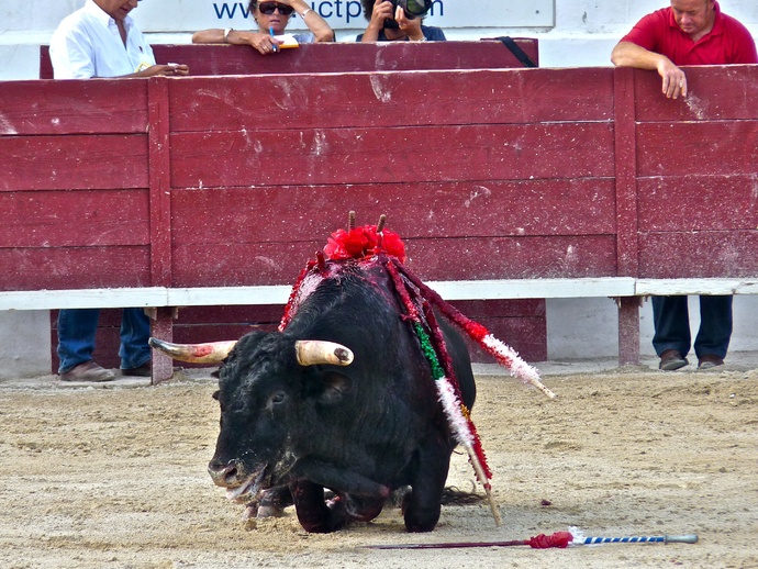 Andy Cartagena\\\'s Bull Falls Again 3