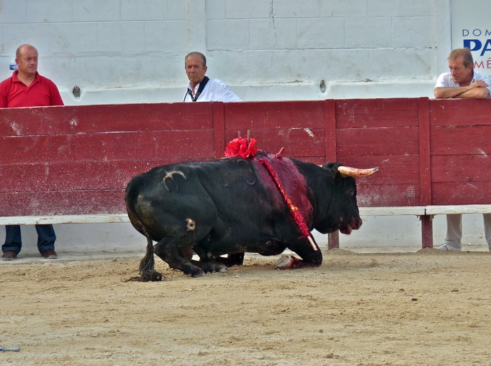 Andy Cartagena\\\'s Bull Falls Again 4