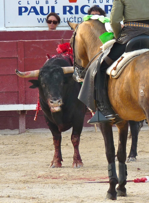 Andy Cartagena\\\'s Bull up 4