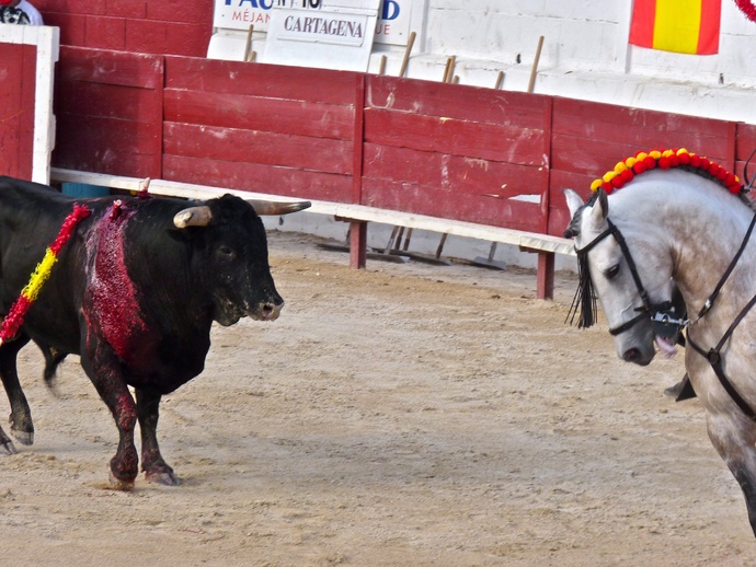 Andy Cartagena\\\'s Bull