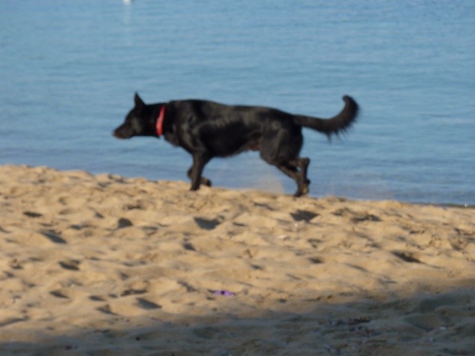 Black Beach Dog 2
