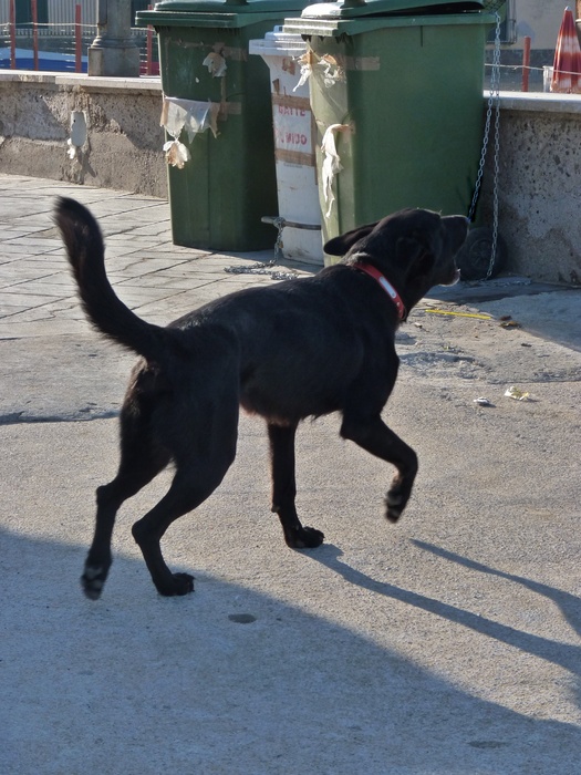 Black Beach Dog s Maria Castellabate