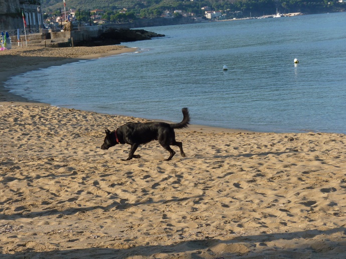 Black Beach Dog
