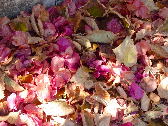 Bourganvilla Petals