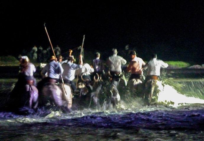 Gardians de Taureaux & du Cheveaux Camargue 4