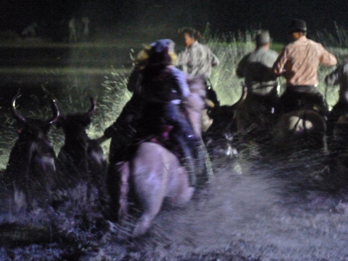 Gitans & Gardians & Bulls