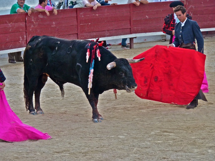 Manolo Manzanares\\\' Bull Refusing to Die 5