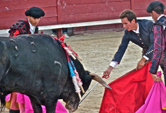 Manolo Manzanares\\\' Bull Refusing to Die 9