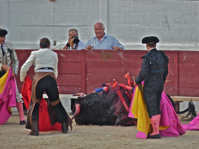 Noelia Mota\\\'s Bull Dying 11