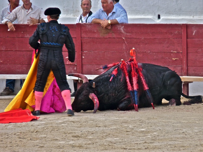 Noelia Mota\\\'s Bull Dying 5