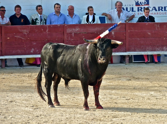 Raul Martin Burgos\\\' Bull 3