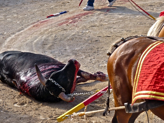 Raul Martin Burgos\\\' Bull Dead 2