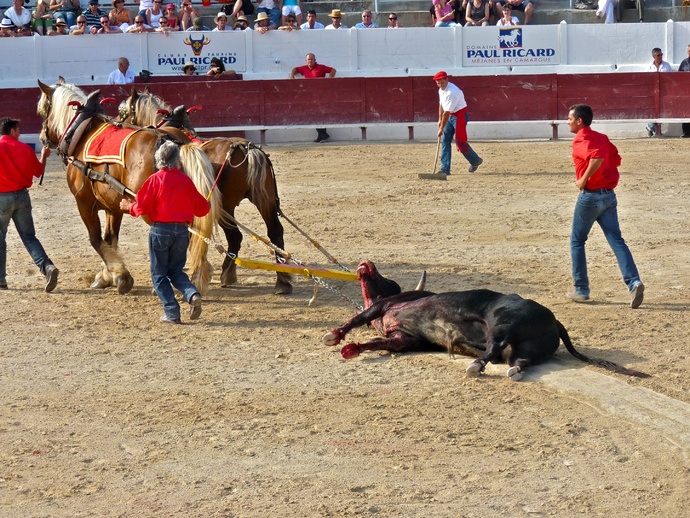 Raul Martin Burgos\\\' Bull Dead 4