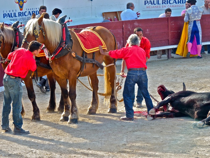 Raul Martin Burgos\\\' Bull Dead