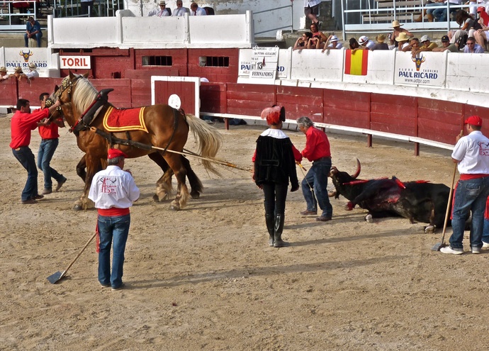 Rui Fernandes\\\' Bull Dead