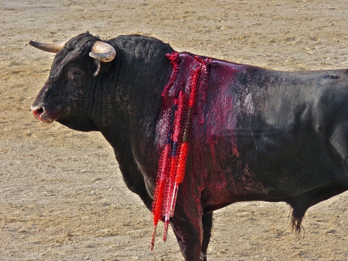 Rui Fernandes\\\' Bull Dying 8