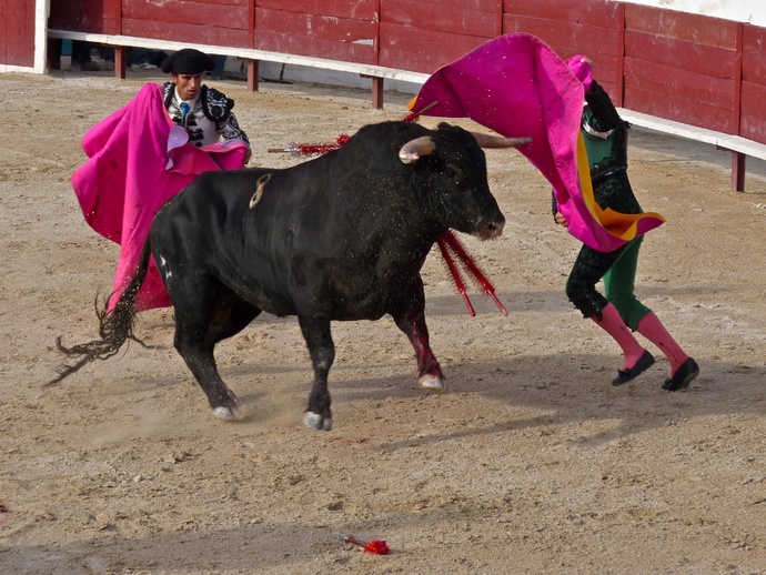Rui Fernandes\\\' Bull Dying