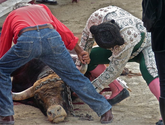 Sergio Galán\\\'s Bull Dead 6