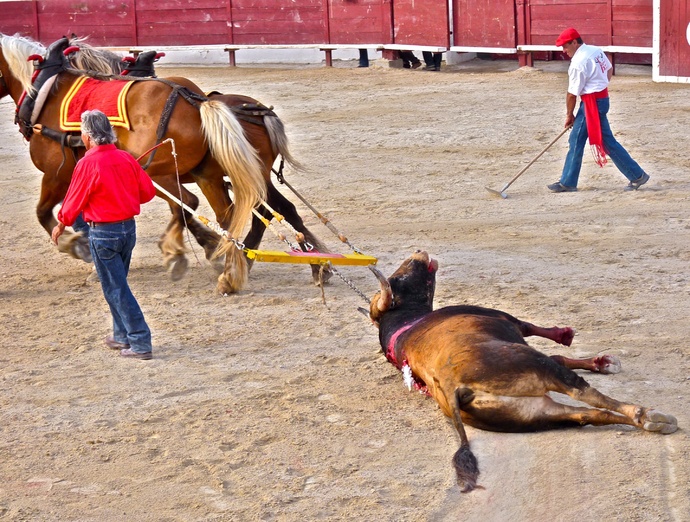 Sergio Galán\\\'s Bull Dead 8