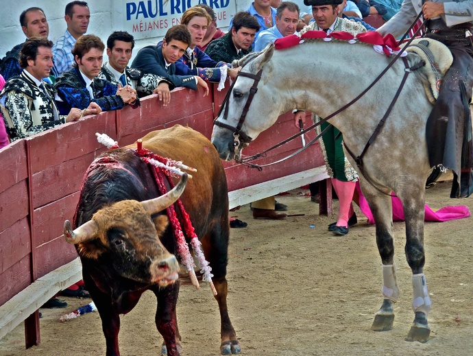 Sergio Galán\\\'s Bull Dying 2