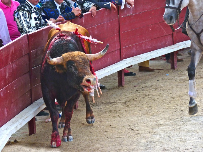 Sergio Galán\\\'s Bull Dying 6