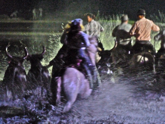 The Bulls & Gardians 2