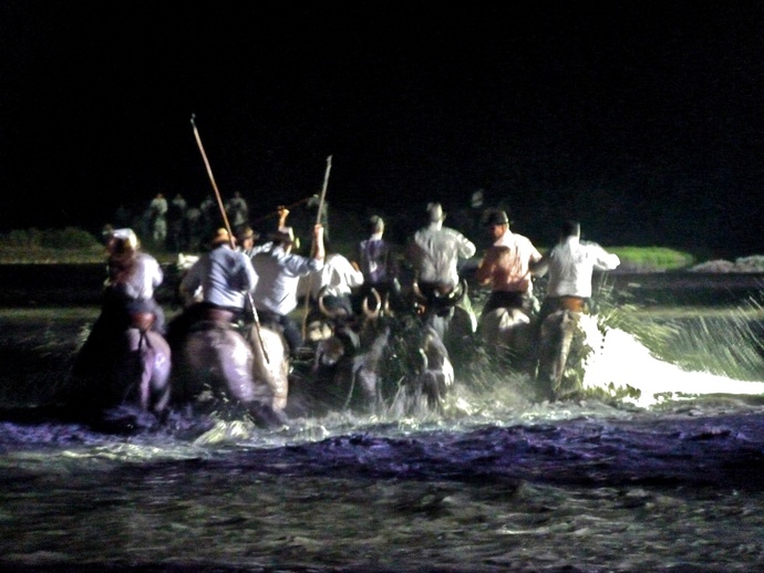 The Bulls & Gardians