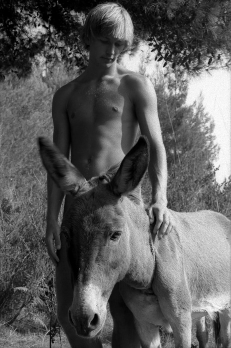 Olympia Beach Donkey