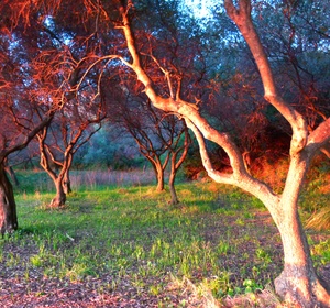 Olive Grove Grotto of Tiberius